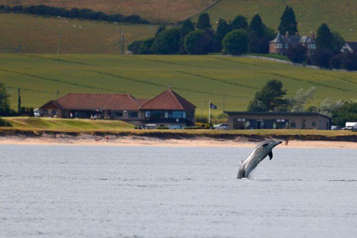 A dolphin jumping out of the water in the bay by the Fortrose and Rosemarkie golf course in Scotland