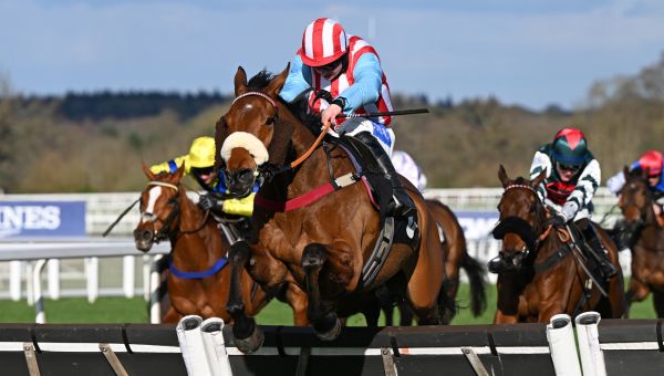 Ascot Jumping